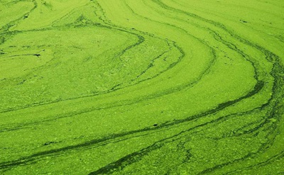 什么是氨氮廢水？高濃度氨氮廢水的危害有哪些？